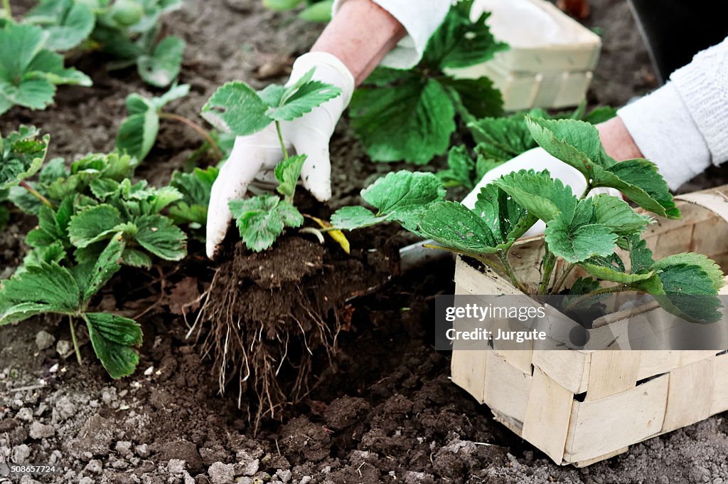 Woman planting strawberries plants