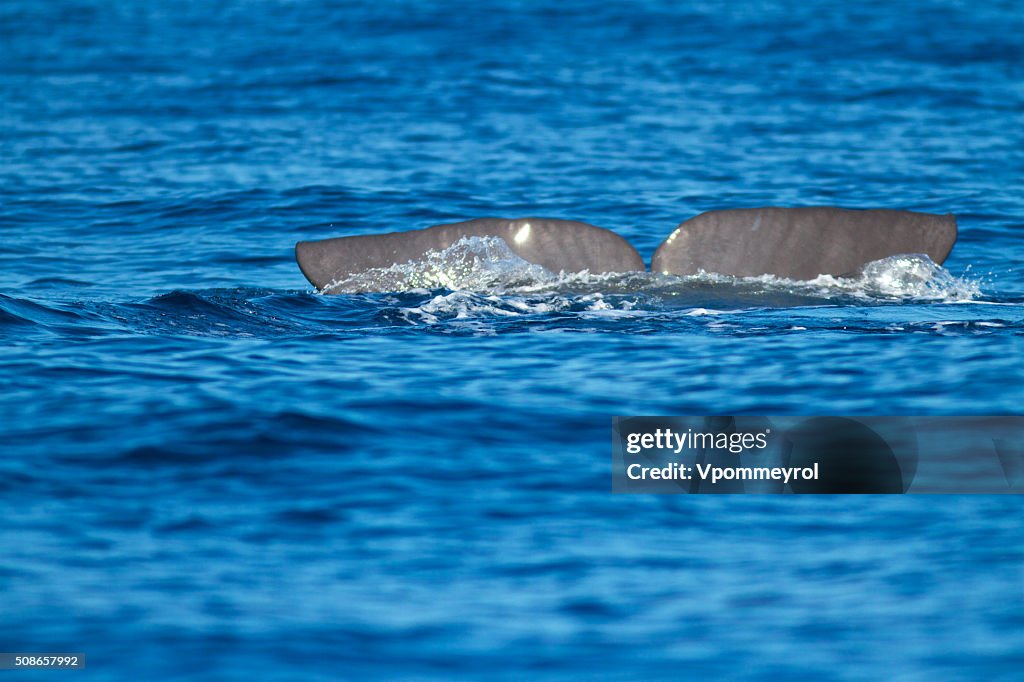 Sperm whale-Physeter macrocephalus