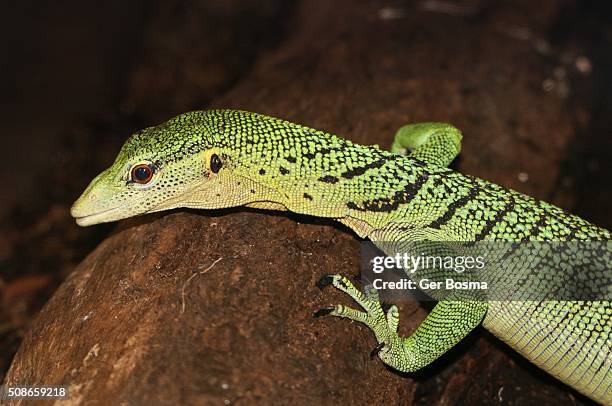 Meerald Tree Monitor 36 Emerald Tree Monitor Stock Photos, High-Res Pictures, and Images ...