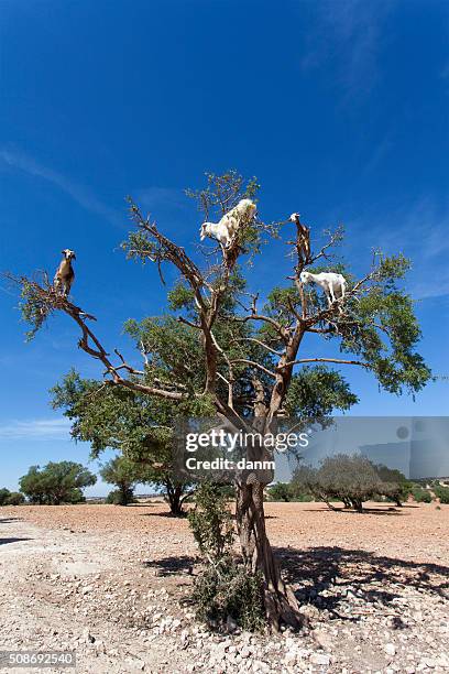 goat feeding in argan tree. marocco - argan stock pictures, royalty-free photos & images