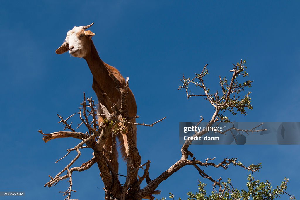 Goat feeding in argan tree view from below. Marocco