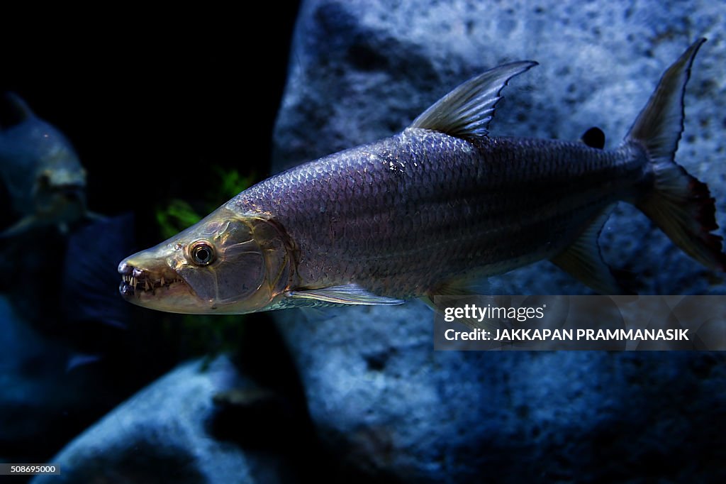 Goliath tigerfish