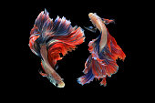 Dual betta fish isolated on black background.