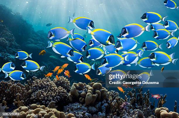 coral reef scenery with surgeonfish - 生態系　海 ストックフォトと画像
