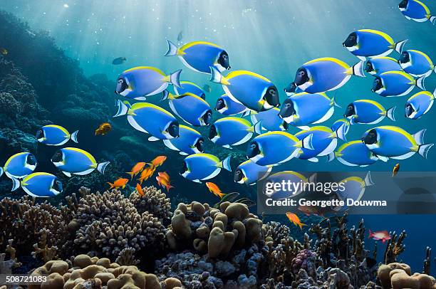 coral reef scenery with surgeonfish - school of fish stock pictures, royalty-free photos & images