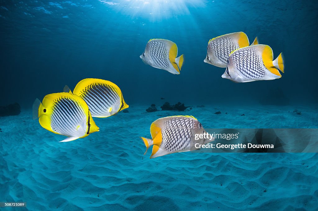 Coral reef scenery with butterflyfish
