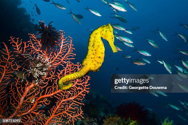 sea horse on gorgonian - caballito de mar fotografías e imágenes de stock