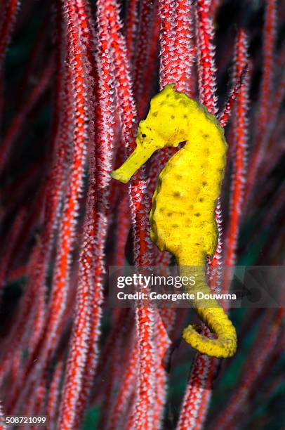 sea horse on gorgonian - yellow seahorse stock pictures, royalty-free photos & images