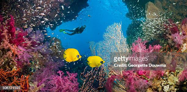 coral reef scenery with butterflyfish and a diver - coral coloured stock pictures, royalty-free photos & images