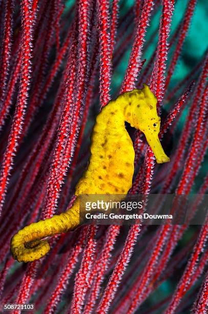 sea horse on gorgonian - sjöhäst bildbanksfoton och bilder