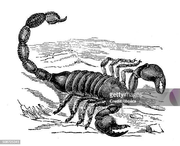 antikes illustration skorpion - skorpion stock-grafiken, -clipart, -cartoons und -symbole