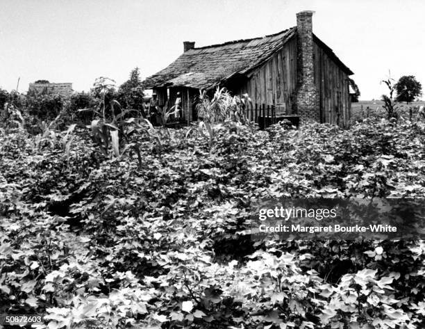 African-American sharecroppers stand outside their shack surrounded by cotton crops.