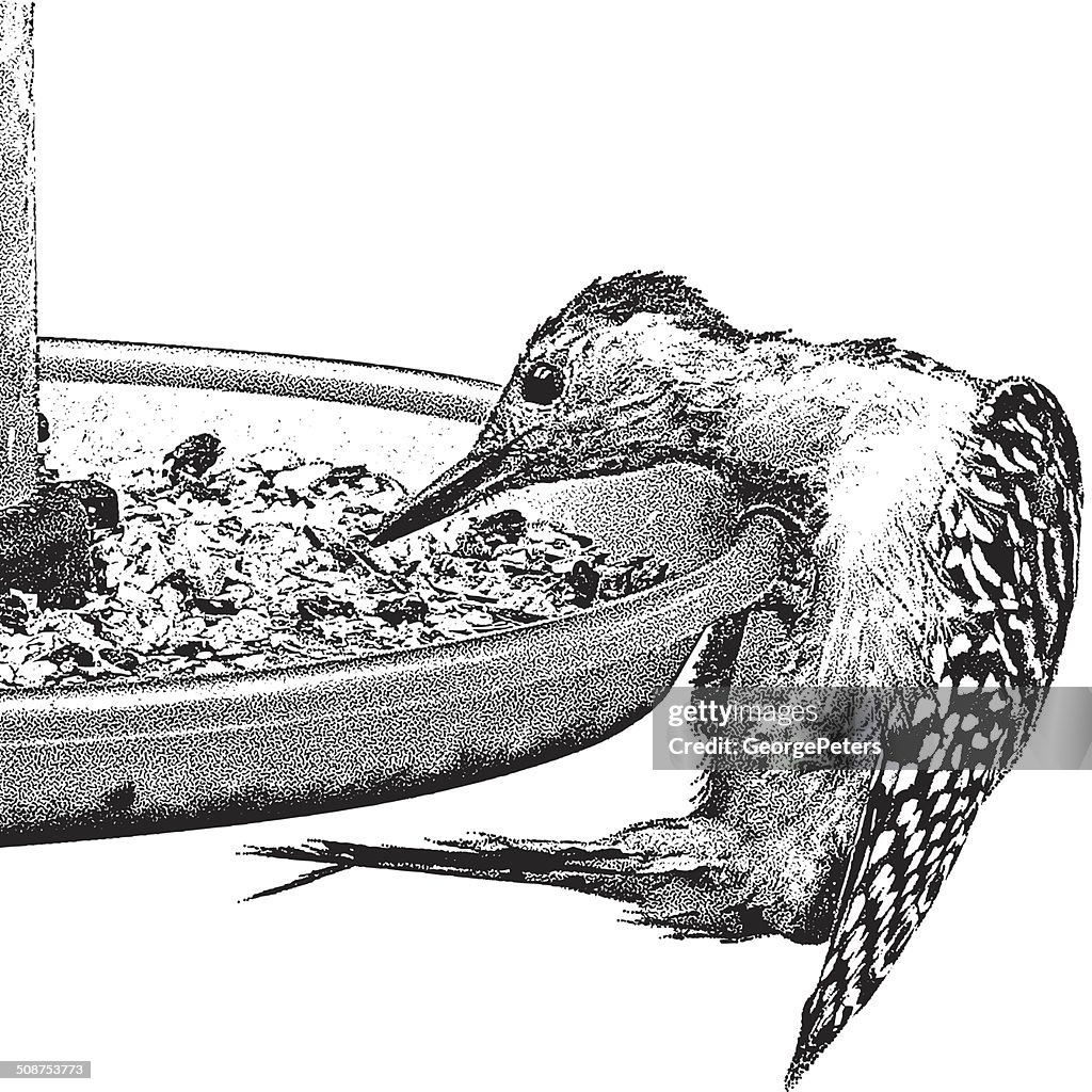 Woodpecker Eating At A Bird Feeder