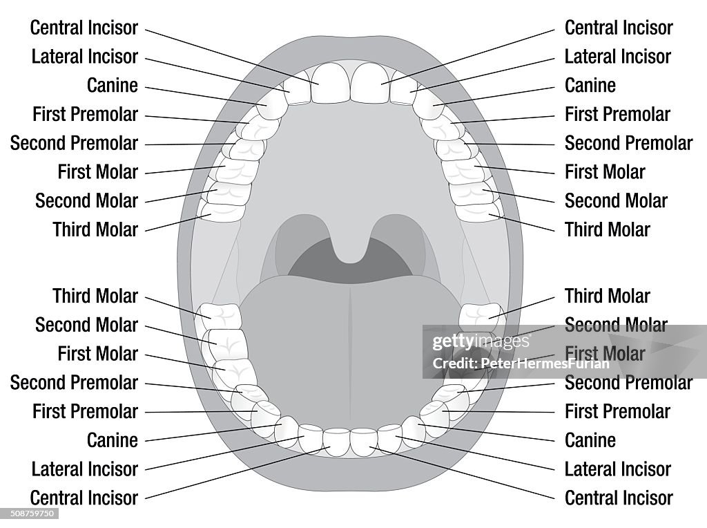 Top Tooth Names Teeth Names High-Res Vector Graphic - Getty Images