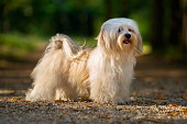 Beautiful young havanese dog standing on a sunny forest path