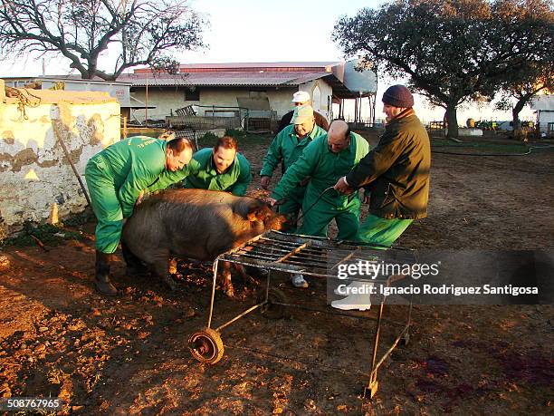 Pig slaughter is an activity necessary to obtain pig meat . It regularly happens as part of traditional and intensive pig farming. A group of farmers...