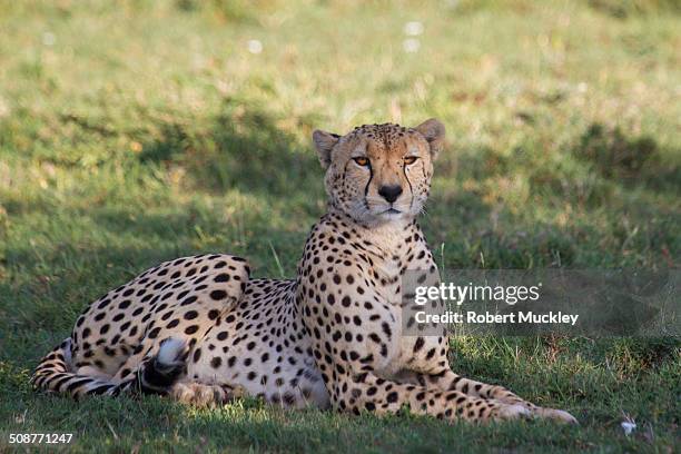 relaxing cheetah - afrikaans jachtluipaard stockfoto's en -beelden