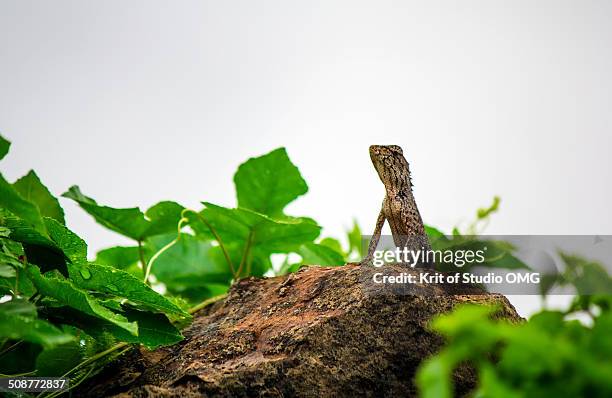 good morning lizard - khon kaen stock-fotos und bilder