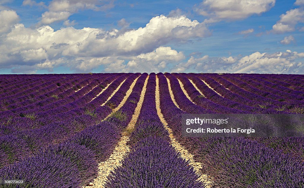 Lavender