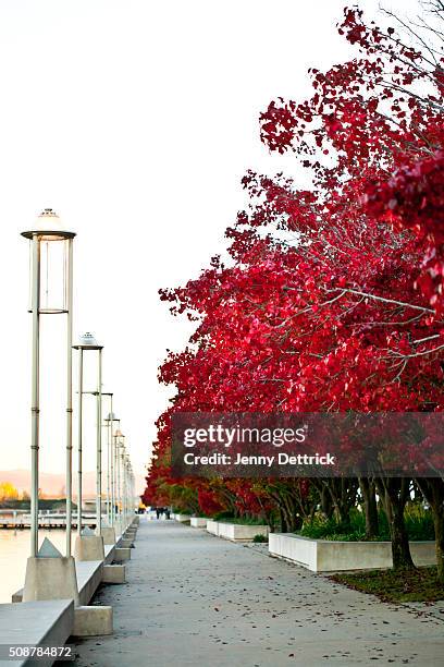 the edge of lake burley griffin, canberra, in autumn - lake burley griffin stock pictures, royalty-free photos & images