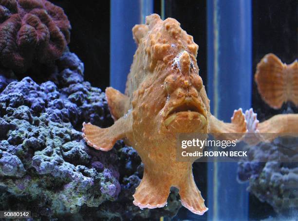 Frog Fish Stack 1,504 Frogfish Stock Photos, High-Res Pictures, and Images - Getty Images