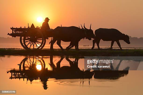 myanmar, bagab, people and bullcarts, dawn - ox cart stock pictures, royalty-free photos & images