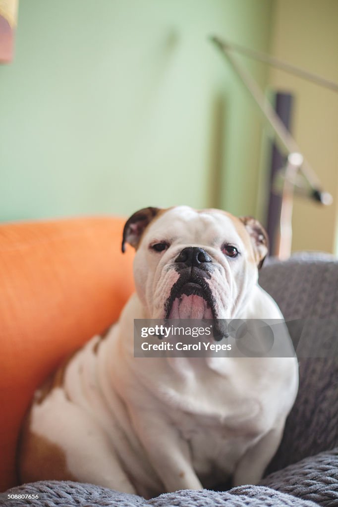 Close-Up Of  english bulldog Puppy