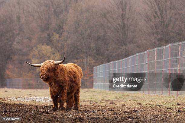 swiss cow with a strong head - cow mooing stock pictures, royalty-free photos & images