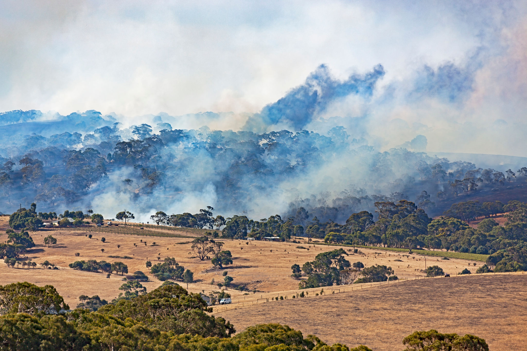 wildfire vineyard