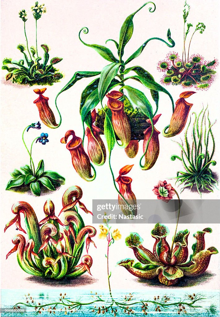 Insectivorous plants