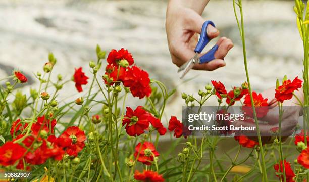 Worker arranges a display during preparation for the annual Chelsea Flower Show on May 21, 2004 in London, England. The show which is due to open to...