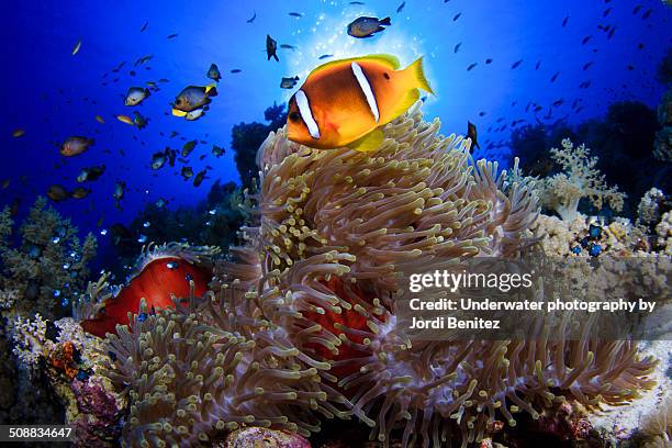 clown fish at anemone city - clown fish stock pictures, royalty-free photos & images