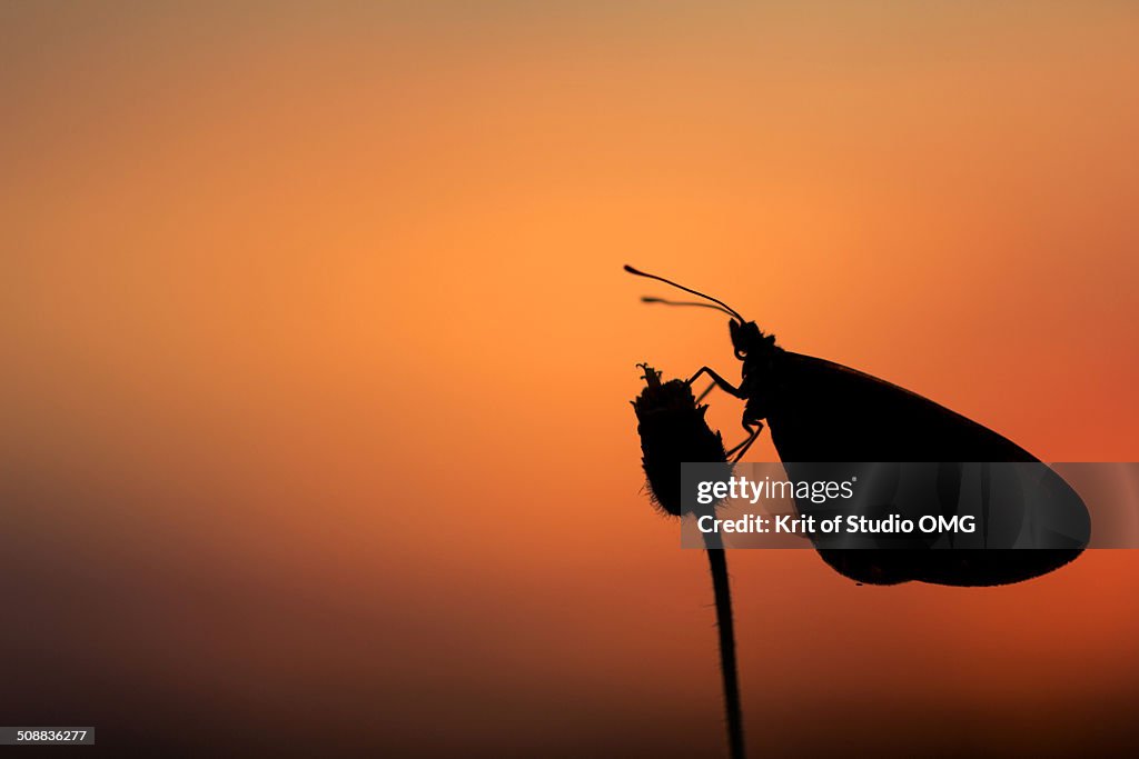 Butterfly silhouette
