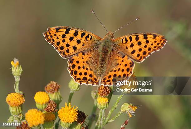 queen of spain fritillary - queen of spain fritillary butterfly stockfoto's en -beelden