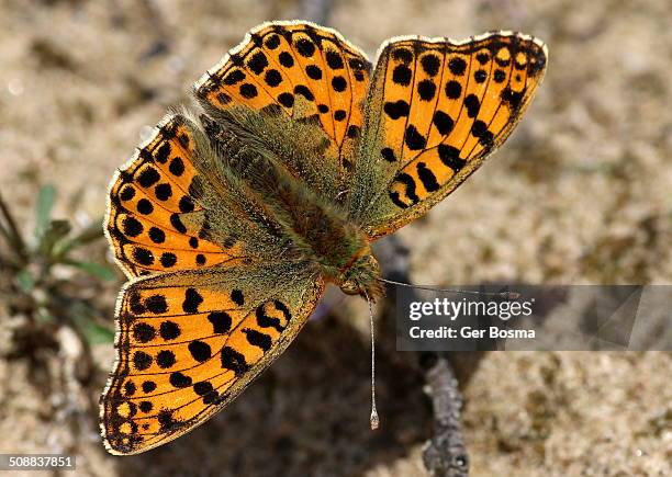 queen of spain fritillary - queen of spain fritillary butterfly stockfoto's en -beelden