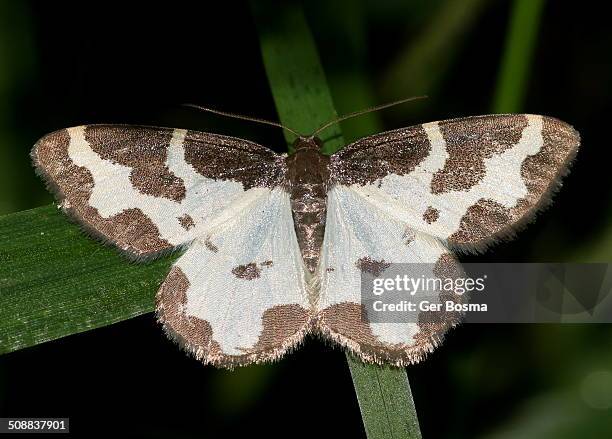 clouded border moth - geometridae stock pictures, royalty-free photos & images