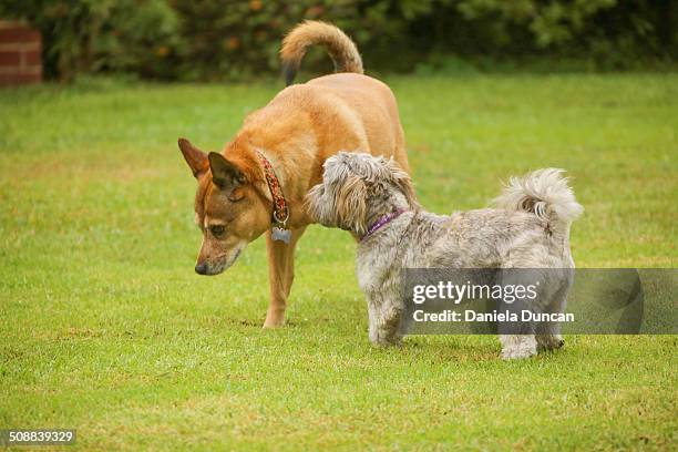 let me tell you a secret - basenji bildbanksfoton och bilder