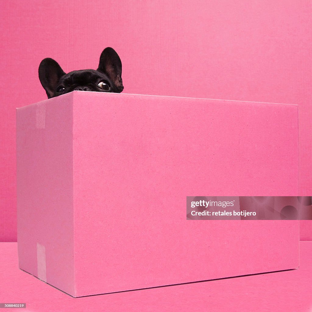 Dog inside the pink box