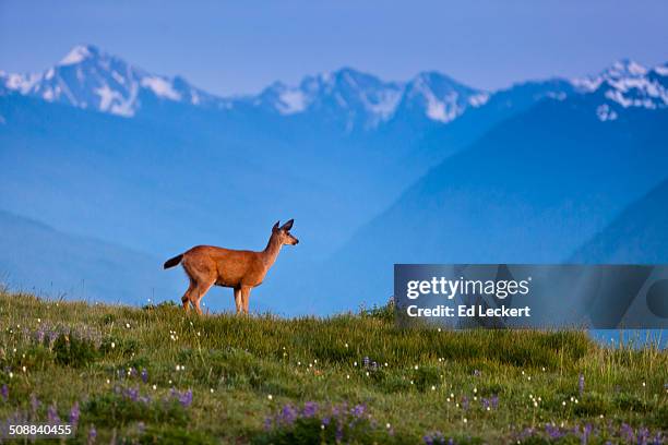 doe on hurricane ridge - leckert stockfoto's en -beelden