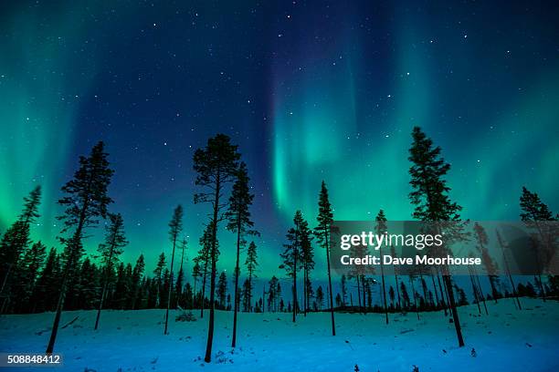 northern lights in the trees - sweden lapland stock pictures, royalty-free photos & images