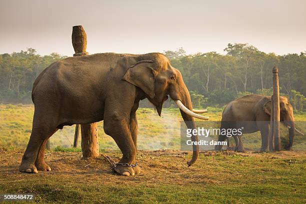elephant in chain screaming - feet torture stock-fotos und bilder