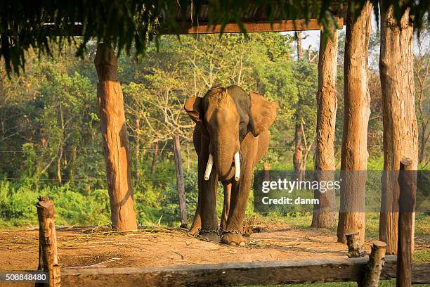 elephant in chain - feet torture stock-fotos und bilder