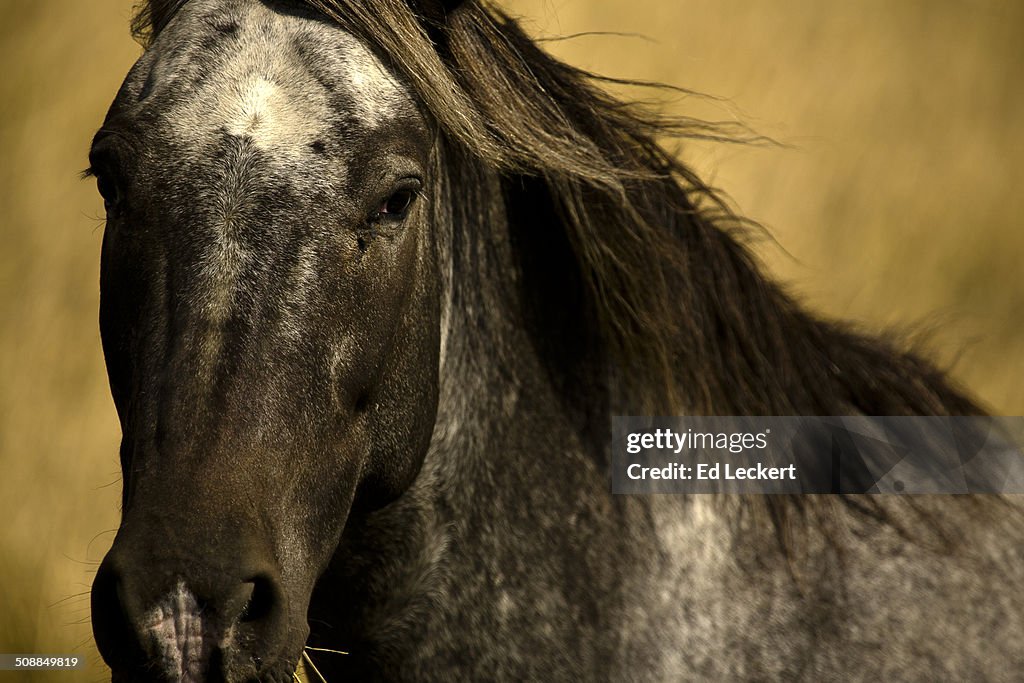 Appaloosa in the Palouse