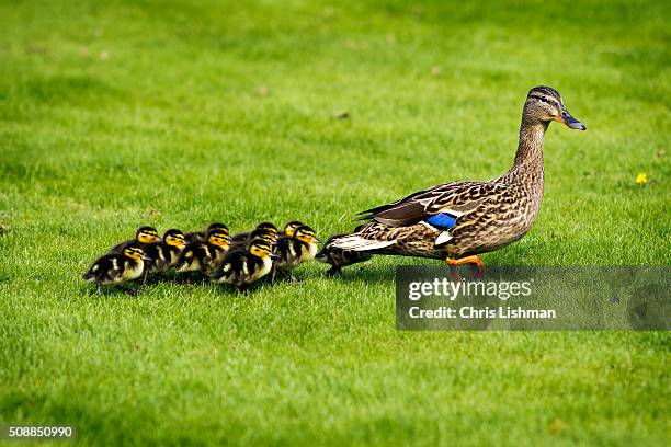 mallard & ducklings - duckling foto e immagini stock