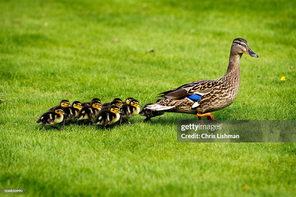 Mallard & Ducklings