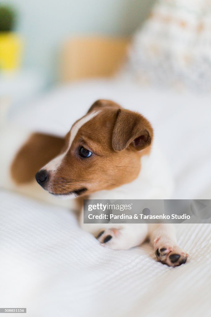 Puppy jack russel on the bed