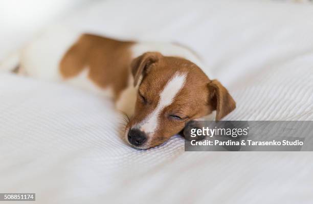 puppy jack russel on the bed - verbindungskabel stock-fotos und bilder
