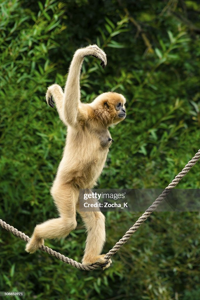 White-handed gibbon running over a streched in air rope