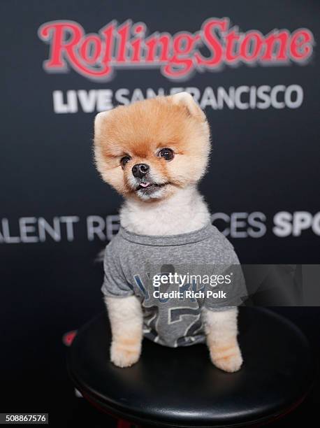 Jiff The Pomeranian attends Rolling Stone Live SF with Talent Resources on February 6, 2016 in San Francisco, California.