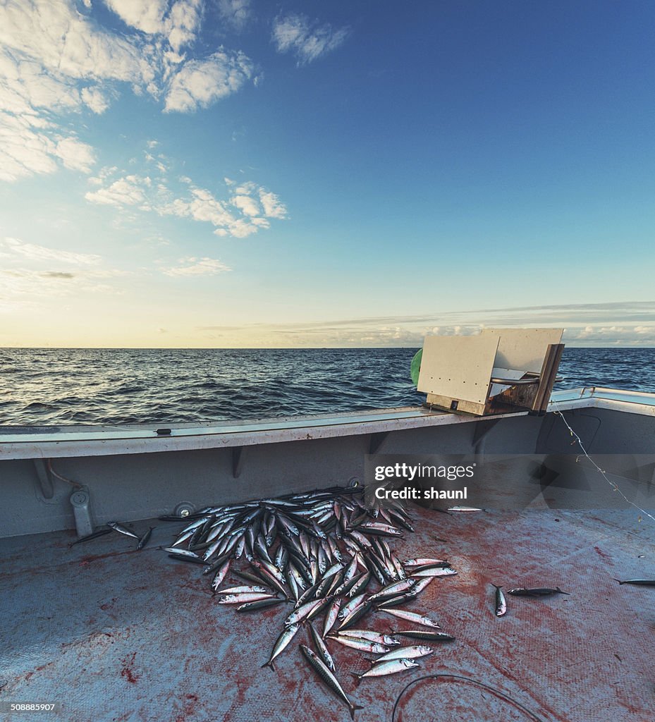 Mackerel Fishing